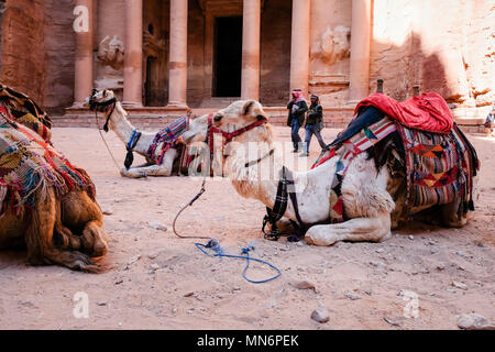 Avviso di cammello di fronte al tesoro (Al-Khazneh) in Petra Sito Patrimonio Mondiale dell'UNESCO per il trasporto di turisti Foto Stock