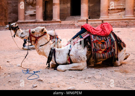 Avviso di cammello di fronte al tesoro (Al-Khazneh) in Petra Sito Patrimonio Mondiale dell'UNESCO per il trasporto di turisti Foto Stock