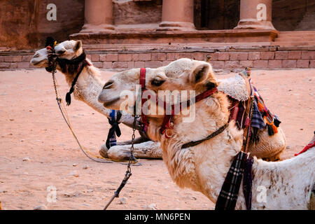 Avviso di cammello di fronte al tesoro (Al-Khazneh) in Petra Sito Patrimonio Mondiale dell'UNESCO per il trasporto di turisti Foto Stock