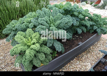 Crescente Brassica oleracea o noto come blu di Nana Scotch Kale su una patch vegetale Foto Stock