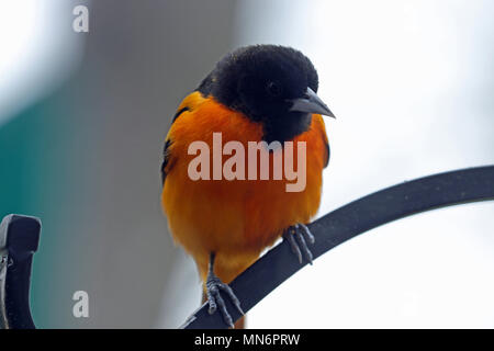 Close-up di un maschio di Northern rigogolo (Icterus galbula) appollaiato su un ferro battuto gancio di piante in Primavera Foto Stock