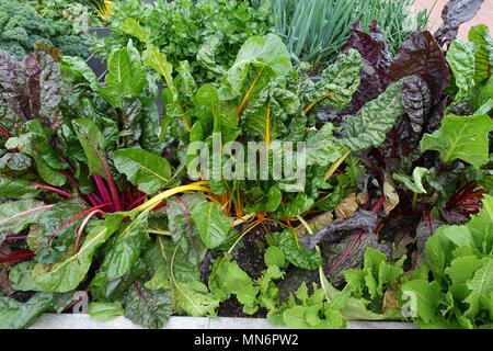 Mangold o bietole 'Rainbow' Foto Stock