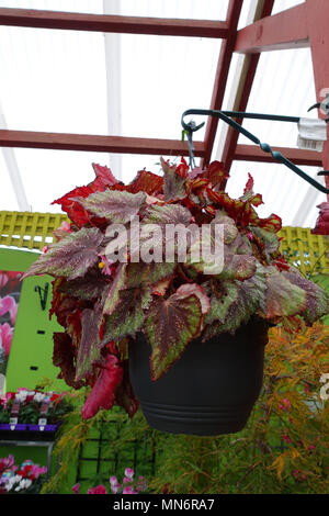 Begonia Rex crescente nella cesta appesa Foto Stock