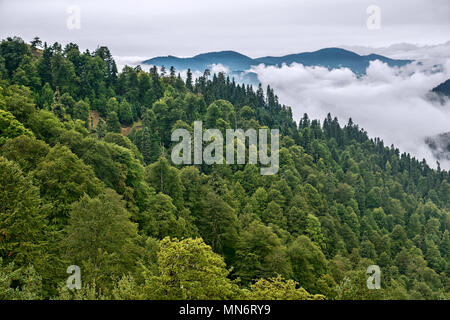 Una splendida vista su una fitta e lussureggiante foresta verde che ricopre un pendio di montagna, con basse nuvole che scivolano tra gli alberi in una giornata nebbiosa, Foto Stock