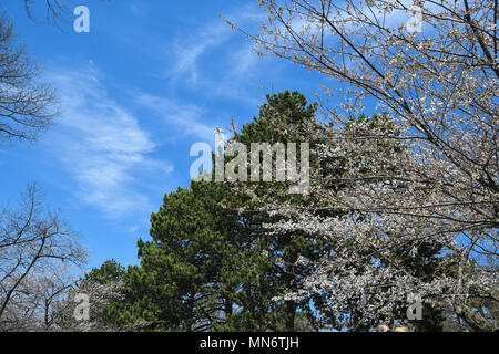 Fiori di Ciliegio in piena fioritura ad alta Park, Toronto Foto Stock