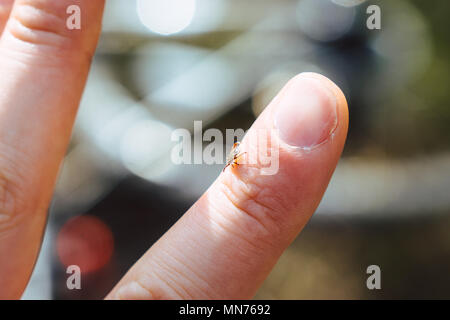 Tick strisciando sul dito umano Foto Stock