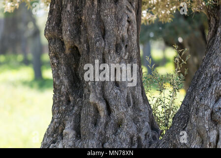 A Ein Afek Riserva Naturale, Israele Foto Stock