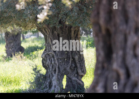 A Ein Afek Riserva Naturale, Israele Foto Stock