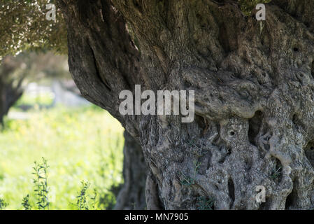 A Ein Afek Riserva Naturale, Israele Foto Stock