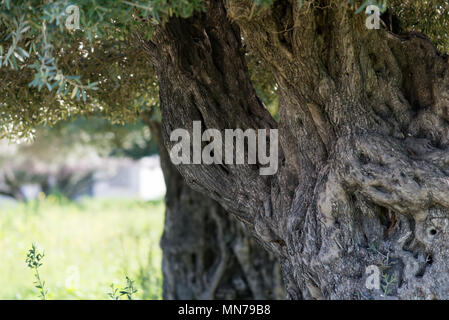 A Ein Afek Riserva Naturale, Israele Foto Stock