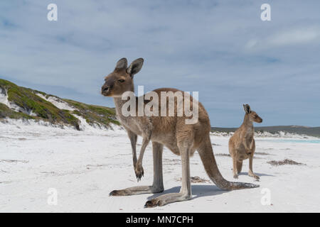 Canguri sulla bianca spiaggia di Lucky Bay, Cape Le Grand National Park, Australia occidentale Foto Stock