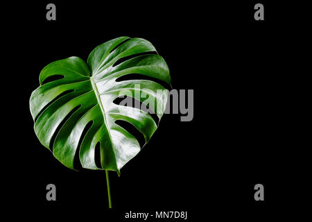 Grande verde lasciare di Philodendron (Monstera deliciosa) isolato su sfondo nero Foto Stock