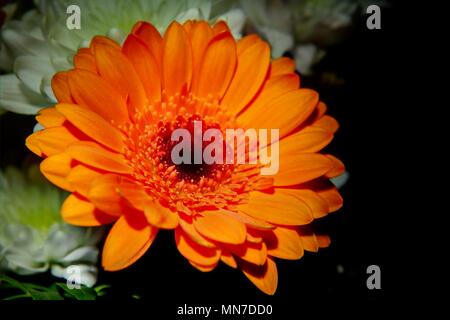 Unico grande orange gerbera fiore con sfondo scuro. Foto Stock