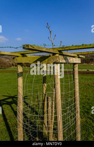 Un albero appena piantato che si raduna in una gabbia protettiva. Cumbria, Regno Unito. Aprile 2018. Foto Stock