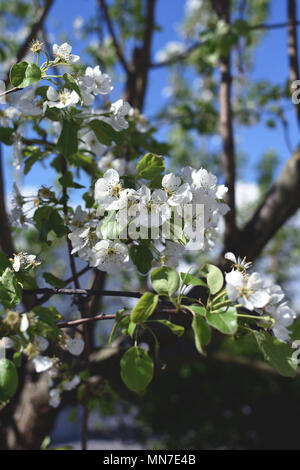 Molla di fiori profumati fioritura. Petali di colore bianco che rientrano nell'erba, la calda brezza muove i tuoi capelli. Rami di albero pieno di bianco fiori belli Foto Stock