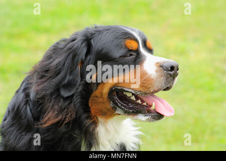 Faccia di un Bovaro del Bernese cane crescente sulla lingua a causa del calore Foto Stock