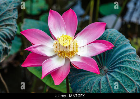 Rosa in fiore selvaggio fiore di loto, isola di Bali, Indonesia Foto Stock