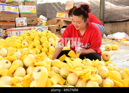 Shijiazhuan, Shijiazhuan, Cina. 14 Maggio, 2018. Shijiazhuang, Cina-14Maggio 2018: i contadini sono impegnati con il confezionamento meloni in Shijiazhuang, a nord della Cina di nella provincia di Hebei. Credito: SIPA Asia/ZUMA filo/Alamy Live News Foto Stock