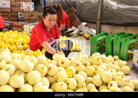 Shijiazhuan, Shijiazhuan, Cina. 14 Maggio, 2018. Shijiazhuang, Cina-14Maggio 2018: i contadini sono impegnati con il confezionamento meloni in Shijiazhuang, a nord della Cina di nella provincia di Hebei. Credito: SIPA Asia/ZUMA filo/Alamy Live News Foto Stock