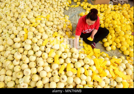 Shijiazhuan, Shijiazhuan, Cina. 14 Maggio, 2018. Shijiazhuang, Cina-14Maggio 2018: i contadini sono impegnati con il confezionamento meloni in Shijiazhuang, a nord della Cina di nella provincia di Hebei. Credito: SIPA Asia/ZUMA filo/Alamy Live News Foto Stock