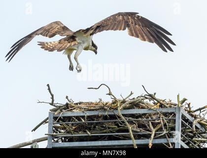 Storkow, Deutschland. 15 Maggio, 2018. 15.05.2018, Brandeburgo, Storkow: Un falco pescatore (Pandion haliaetus) sbarca sul suo nido su un valore di tensione alto pilone vicino a Storkow. I numerosi laghi intorno a Storkow sono un terreno di coltura ideale per gli uccelli da preda. Credito: Patrick Pleul/dpa-Zentralbild/ZB | in tutto il mondo di utilizzo/dpa/Alamy Live News Foto Stock