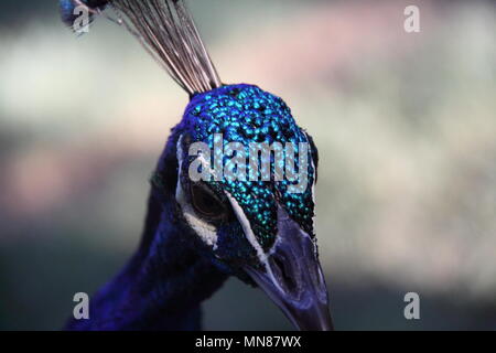 Indian Peacock (Pavo cristatus) Foto Stock