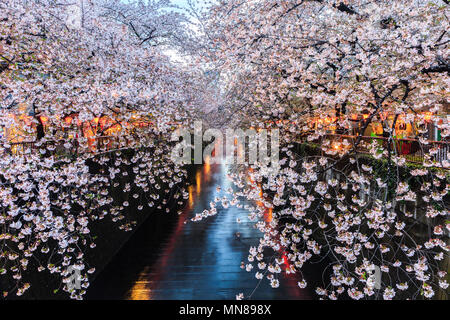 Fiore di Ciliegio o Sakura a Meguro Canal a Tokyo in Giappone. al crepuscolo. Foto Stock