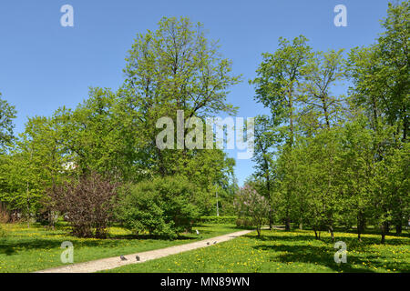 Petrovsky Parco in primavera. Creato nel 1827. Area totale di 20 ettari. Mosca, Russia Foto Stock