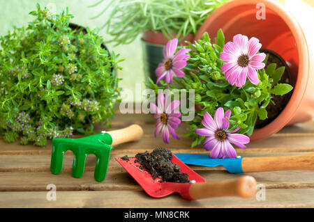 Utensili da giardinaggio e fiori su un tavolo di legno Foto Stock