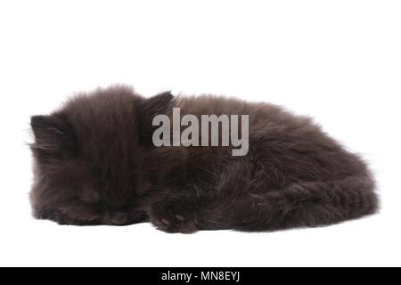 Tedesco a pelo Longhair gattino Foto Stock