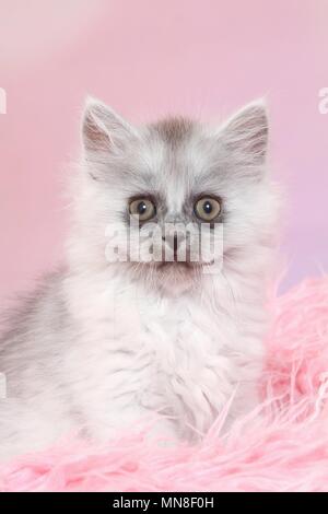 Seduta Longhair tedesco gattino Foto Stock