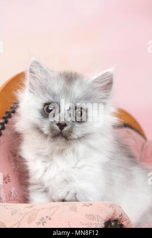 Seduta Longhair tedesco gattino Foto Stock