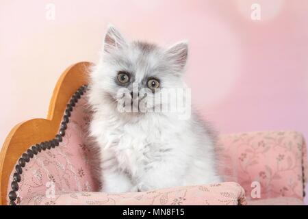 Seduta Longhair tedesco gattino Foto Stock