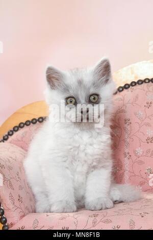 Seduta Longhair tedesco gattino Foto Stock