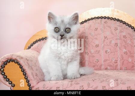 Seduta Longhair tedesco gattino Foto Stock