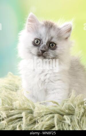 Seduta Longhair tedesco gattino Foto Stock