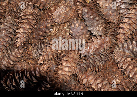 Asciugare pigne molti di Foto Stock