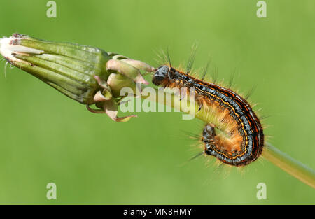 Un incredibile Lackey Moth Caterpillar (Malacosoma neustria) su un gambo di tarassaco. Foto Stock