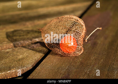 Physalis ciliegia macinata da vicino come sfondo di una tabella Foto Stock