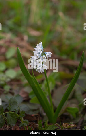 Con striping o squill puschkinia libanotica o puschkinia scilloides a strisce blu con fiori di colore verde Foto Stock