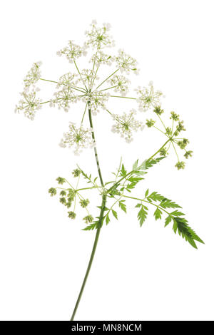 Mucca prezzemolo o cerfoglio selvatico isolato su bianco Foto Stock
