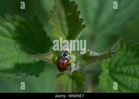 Eyed ladybird (Anatis ocellata), sull'ortica Foto Stock