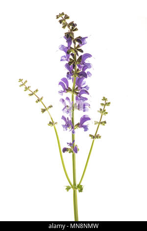 Prato salvia (Salvia pratensis) isolato su bianco Foto Stock