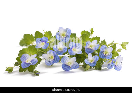 Veronica persica isolati su sfondo bianco Foto Stock