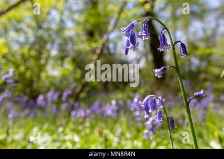 Il colore del fuoco selettivo fotografia con due in fuoco English native Bluebells in per primo piano e Bluebell tappeto fuori fuoco in background Foto Stock