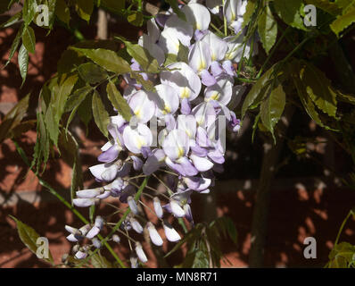 Bella blu pallido e bianco crema fiori di glicine che cresce su un muro di casa in un giardino in Alsager Cheshire England Regno Unito Regno Unito Foto Stock