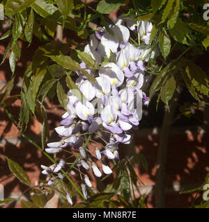 Bella blu pallido e bianco crema fiori di glicine che cresce su un muro di casa in un giardino in Alsager Cheshire England Regno Unito Regno Unito Foto Stock