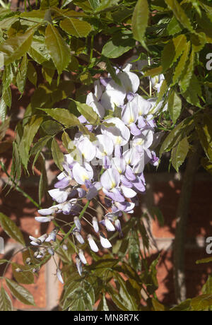 Bella blu pallido e bianco crema fiori di glicine che cresce su un muro di casa in un giardino in Alsager Cheshire England Regno Unito Regno Unito Foto Stock