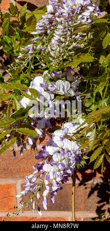 Bella blu pallido e bianco crema fiori di glicine che cresce su un muro di casa in un giardino in Alsager Cheshire England Regno Unito Regno Unito Foto Stock