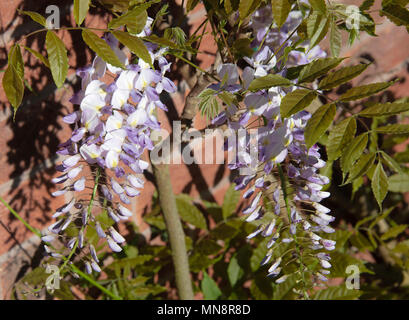 Bella blu pallido e bianco crema fiori di glicine che cresce su un muro di casa in un giardino in Alsager Cheshire England Regno Unito Regno Unito Foto Stock